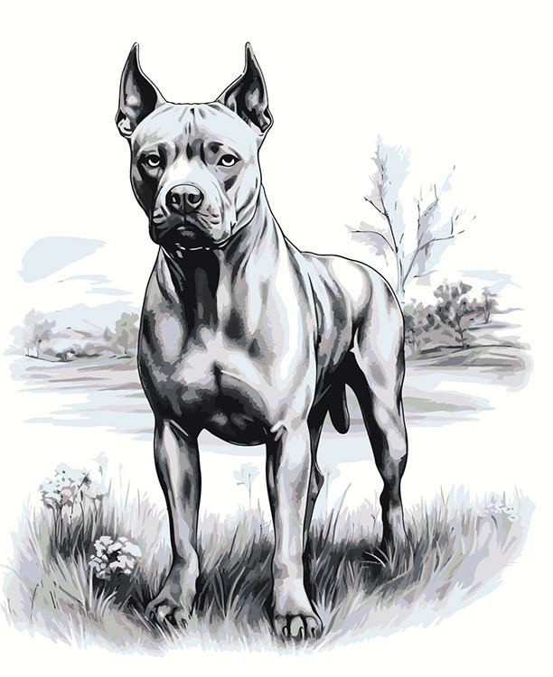 Картина по номерам «Собака Стаффорд (Стаффордширский терьер) 3»
