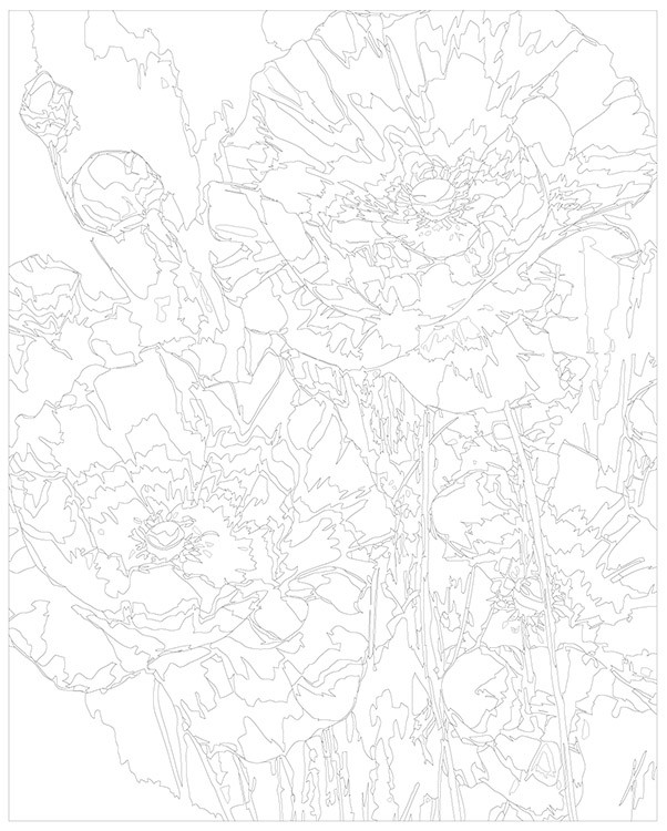 Картина по номерам «Цветы: Изящные маки 2» — картинка 3