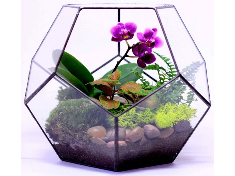 Флорариум додекаэдр большой — картинка 3