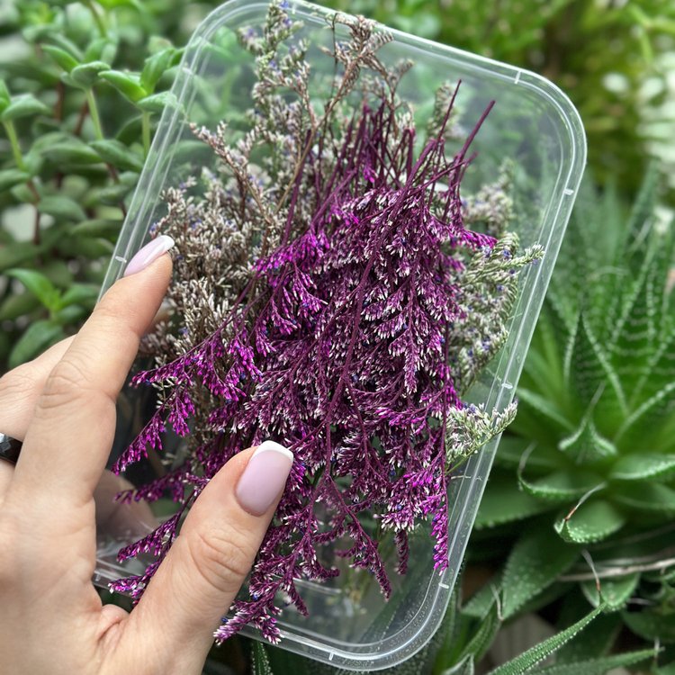 Сухоцветы цветы Танцующее растение, 1 упаковка — картинка 3