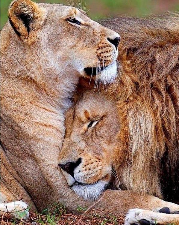 Алмазная вышивка «Лев и львица: на страже сна»
