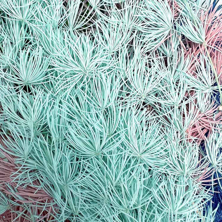 Сухоцветы Аспарагус, 1 упаковка — картинка 2