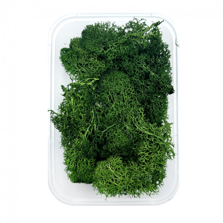 Мох ягель стабилизированный темно-зеленый — картинка 2