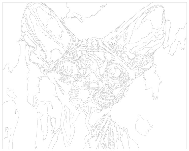 Картина по номерам «Котенок сфинкс с большими ушами» — картинка 3