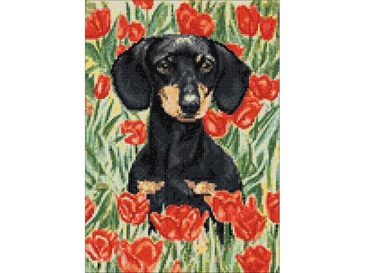 Алмазная вышивка «Такса в маках» — картинка 3