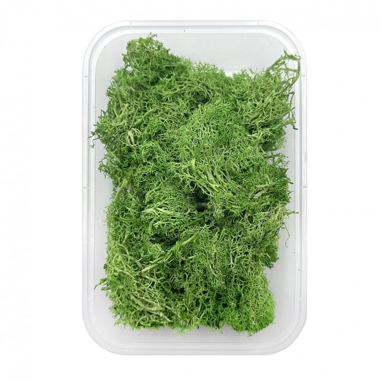 Мох ягель стабилизированный светло-зеленый — картинка 2