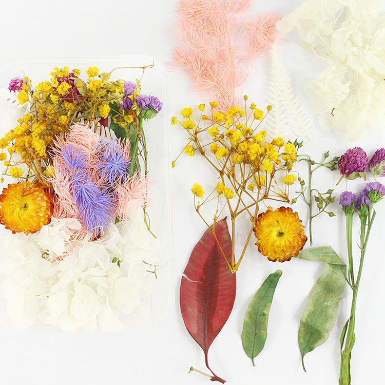 Набор сухоцветов, 1 упаковка — картинка 10