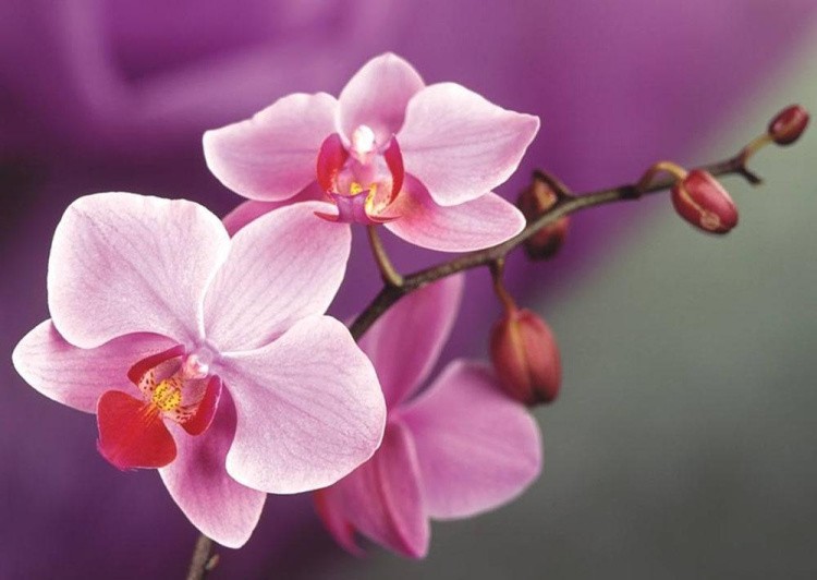 Алмазная вышивка «Ветвь орхидеи»