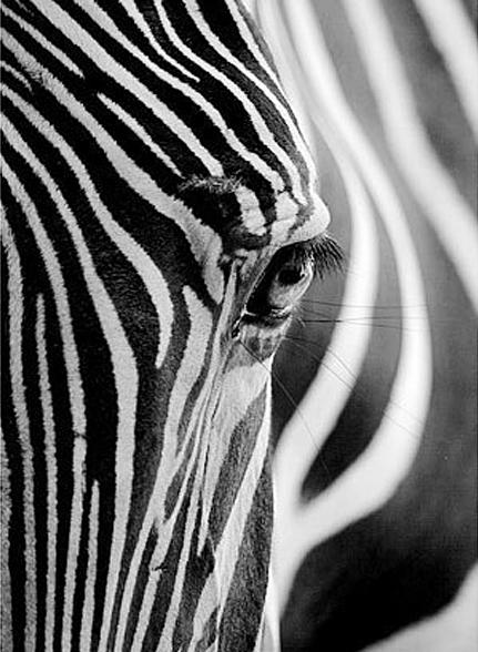 Алмазная вышивка «Взгляд зебры»