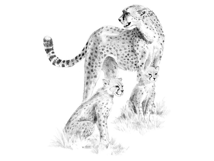 Набор для скетчинга «Леопарды»