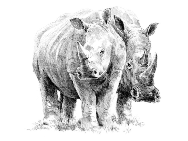 Набор для скетчинга «Носороги»