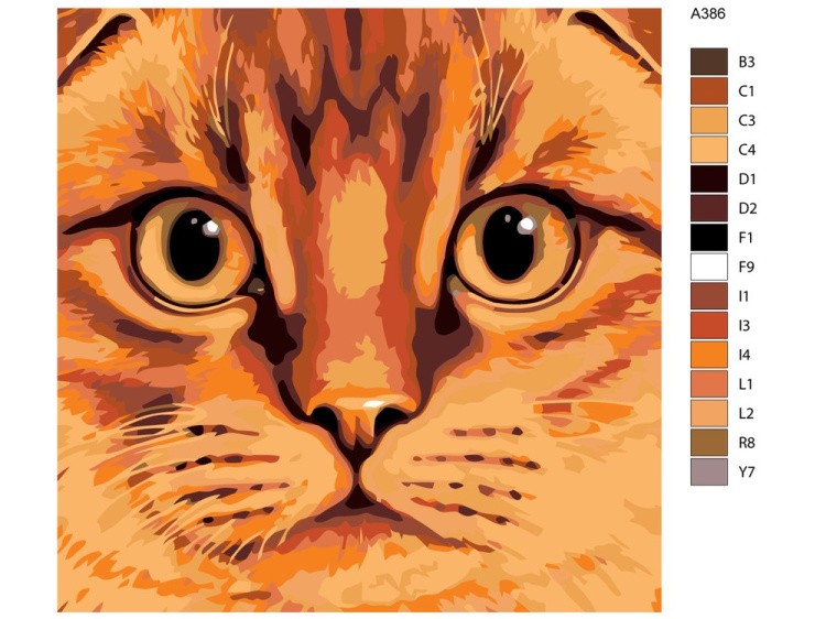 Картина по номерам «Шотландская вислоухая» — картинка 2