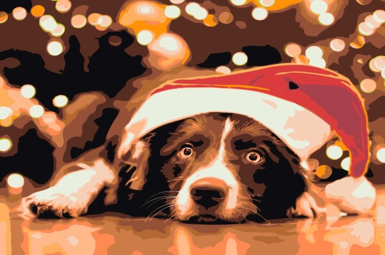 Картина по номерам «Пес в новогодней шапочке»