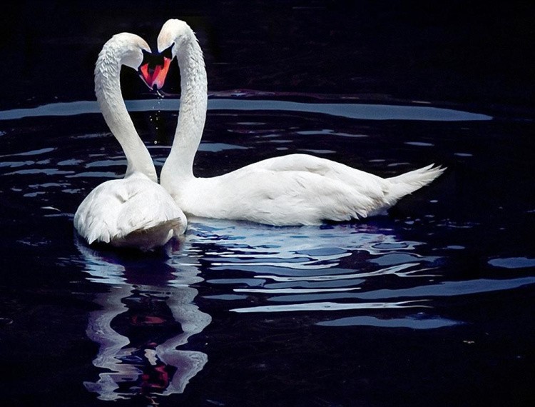 Алмазная вышивка «Влюбленные лебеди на пруду»