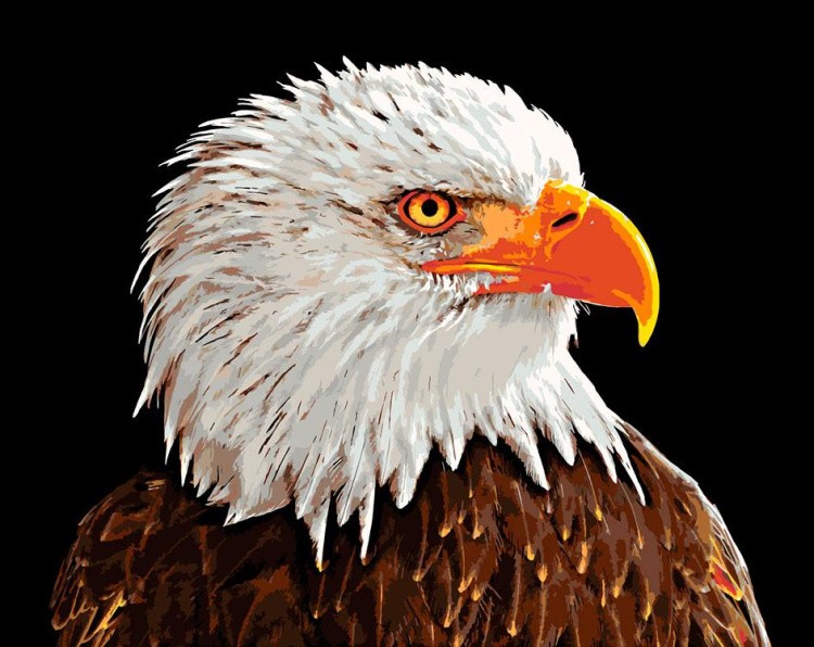 Картина по номерам «Гордый орел»