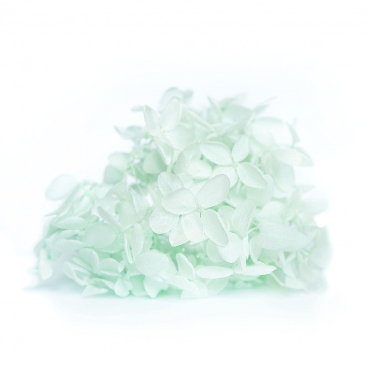 Стабилизированные цветы Гортензии (светло-зеленые) — картинка 2