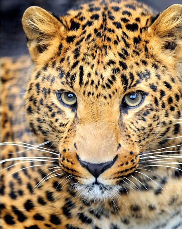Алмазная вышивка «Леопард»