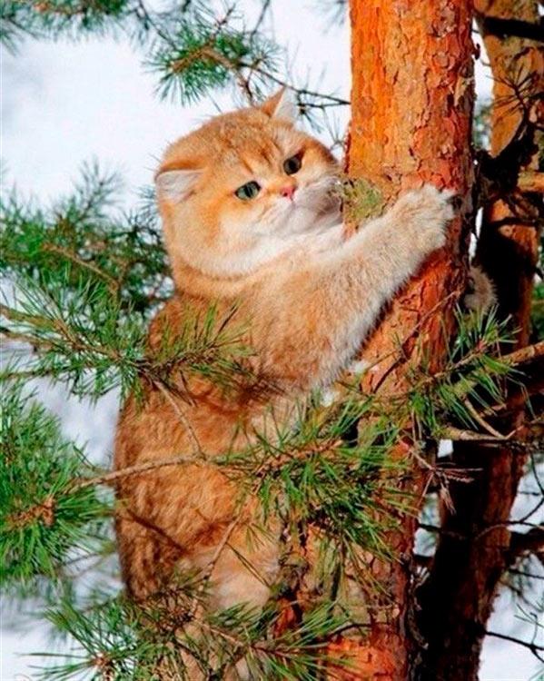 Алмазная вышивка «Кот на дереве»