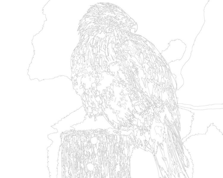 Картина по номерам «Королевский ястреб» — картинка 3