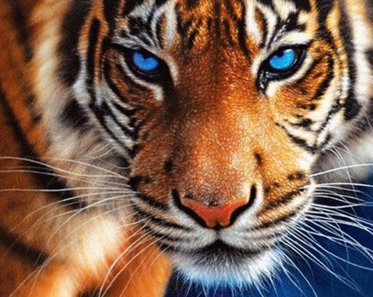 Алмазная вышивка «Взгляд тигра»