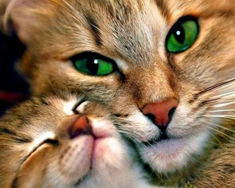 Картина по номерам «Кошка с котенком»