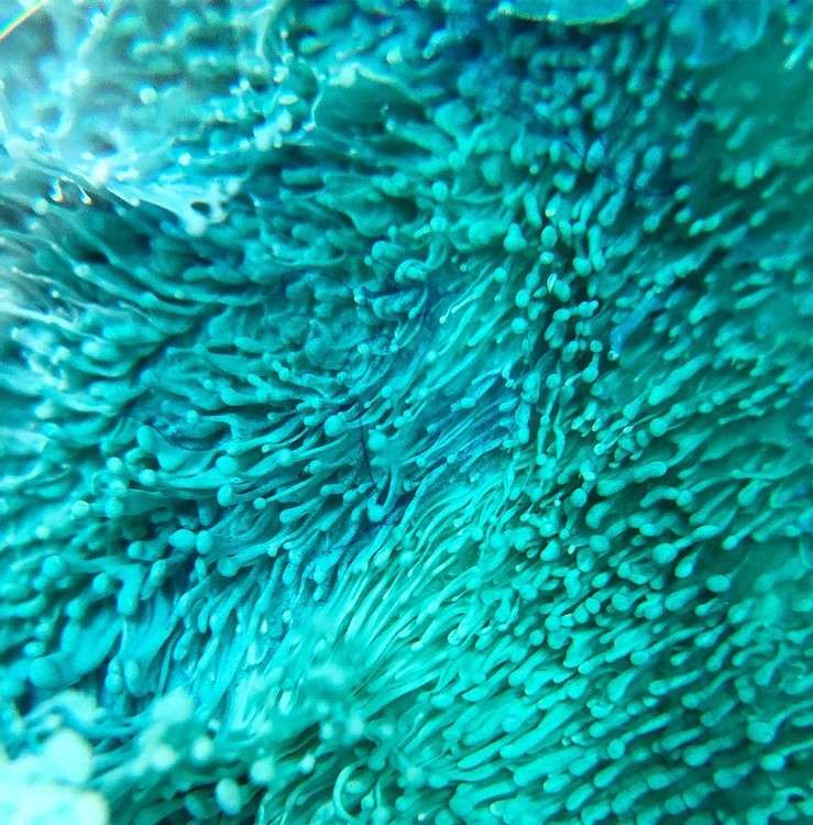 Краска для Петри Изумрудно-голубой 5 мл, Kamenskaya Ink — картинка 4