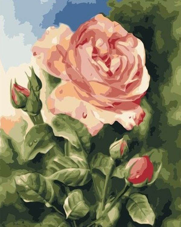 Картина по номерам «Кремовая чайная роза»