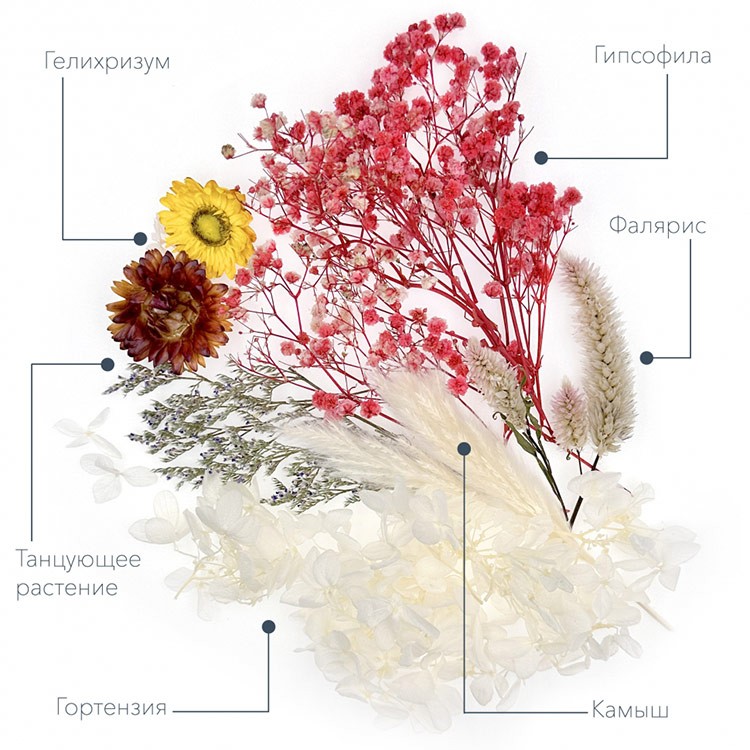 Набор сухоцветов №2, 1 упаковка — картинка 4