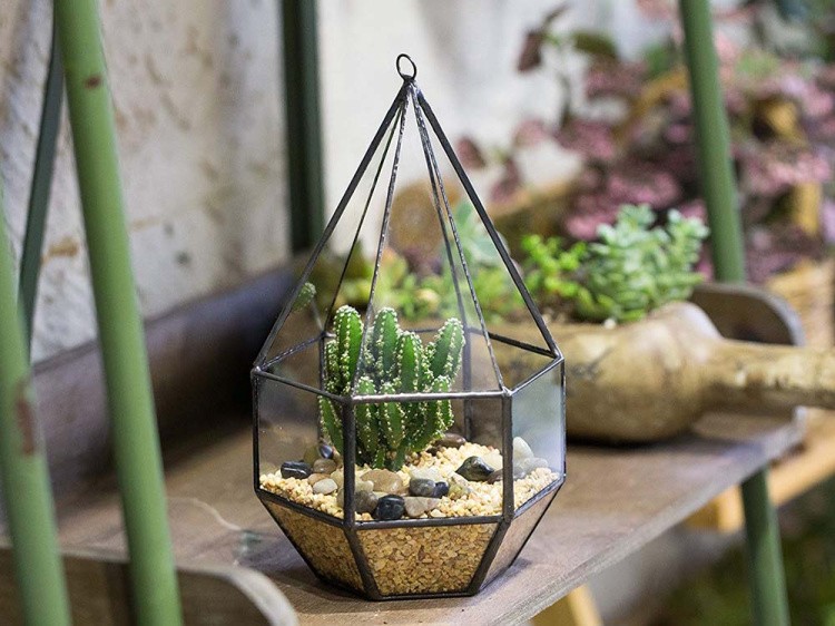 Флорариум капля-1 — картинка 6