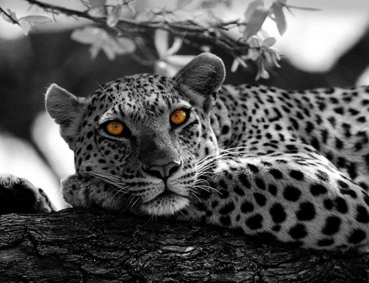 Картина по номерам «Леопард на дереве» — картинка 2