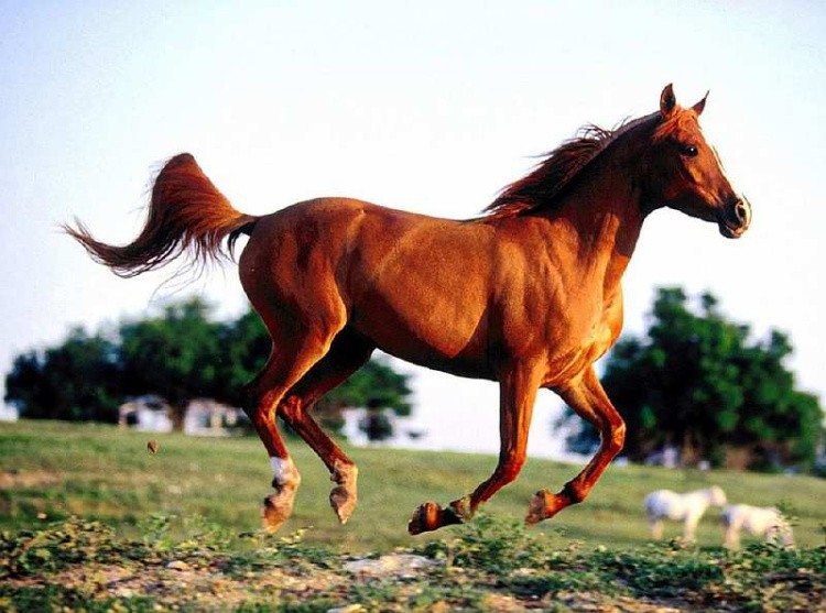 Алмазная вышивка «Бегущая лошадь»