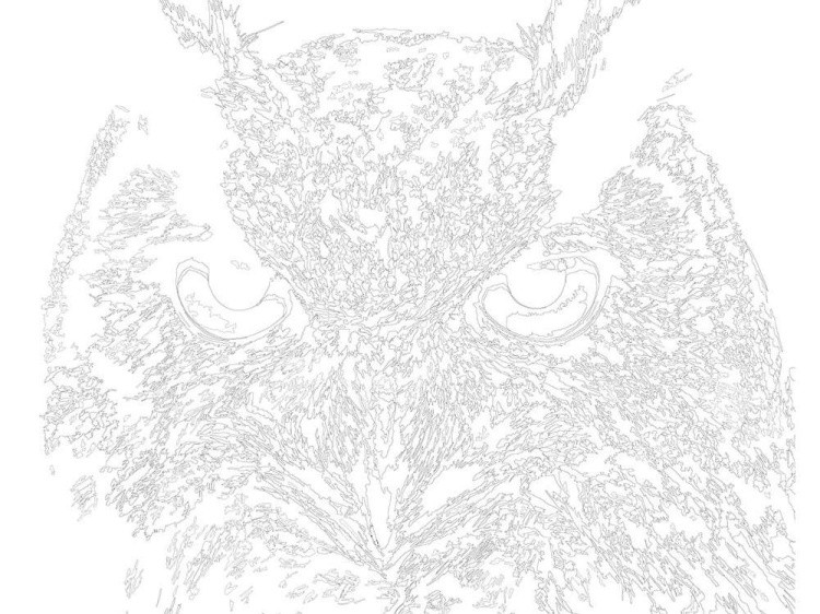 Картина по номерам «Взгляд филина» — картинка 3