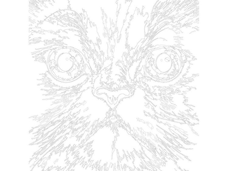 Картина по номерам «Британская короткошерстная» — картинка 3