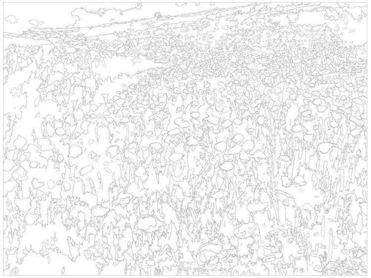 Картина по номерам «Цветочное поле» — картинка 3