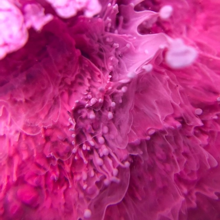 Краска для Петри Petri 7 Фуксия 5 мл, Kamenskaya Ink — картинка 4