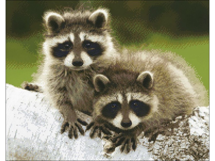 Алмазная вышивка «Маленькие еноты» — картинка 2