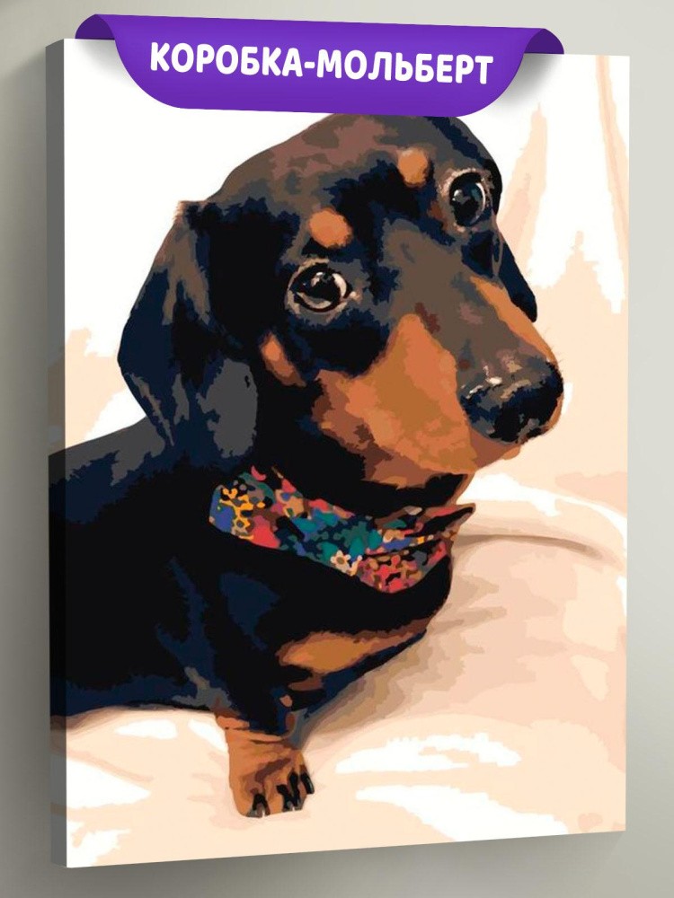 Картина по номерам «Милая такса»