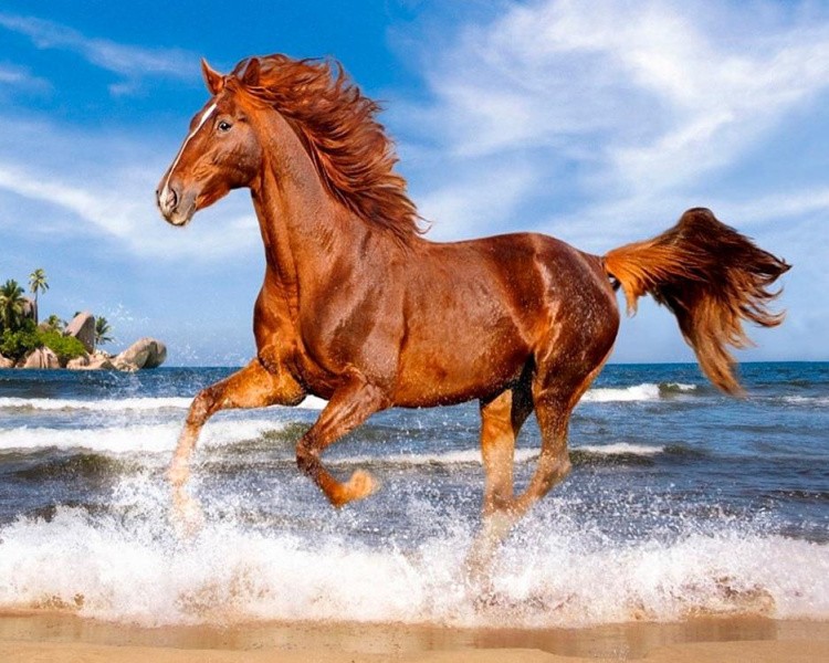 Картина по номерам «Скачущая лошадь»