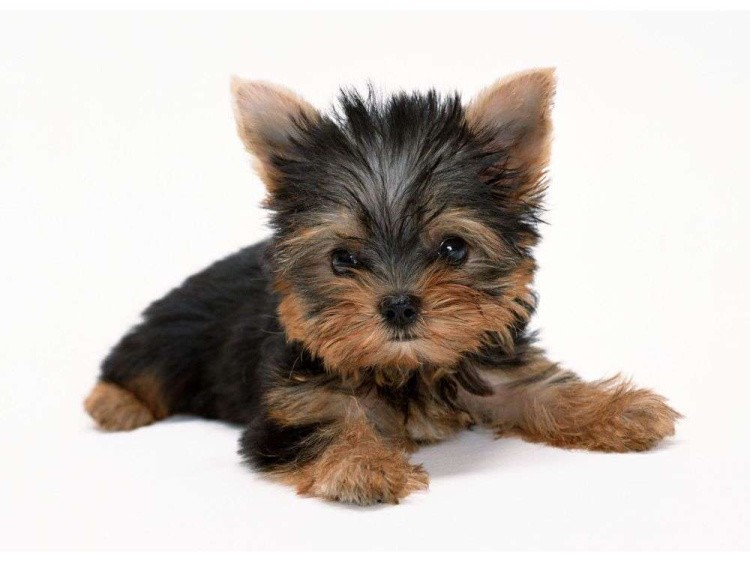 Картина по номерам «Йорк» — картинка 2