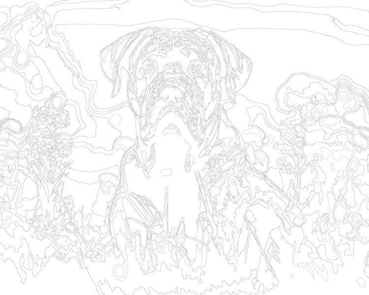 Картина по номерам «Собака Кане корсо на цветущем лугу» — картинка 3