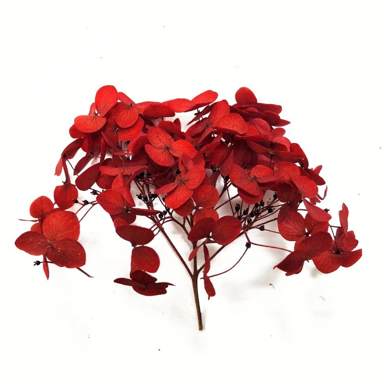 Стабилизированные цветы Гортензии (красные) — картинка 2