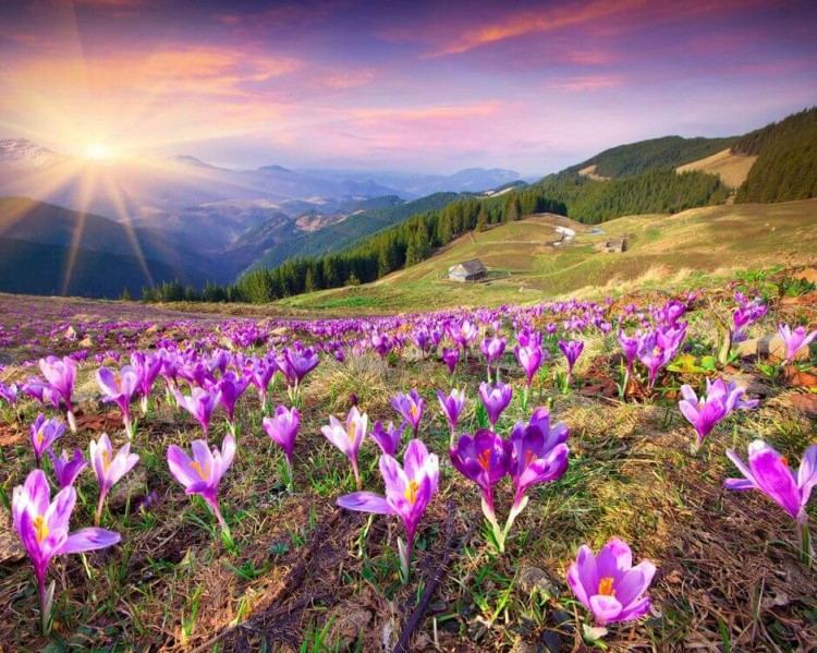 Алмазная вышивка «Крокусы в Альпах» — картинка 2