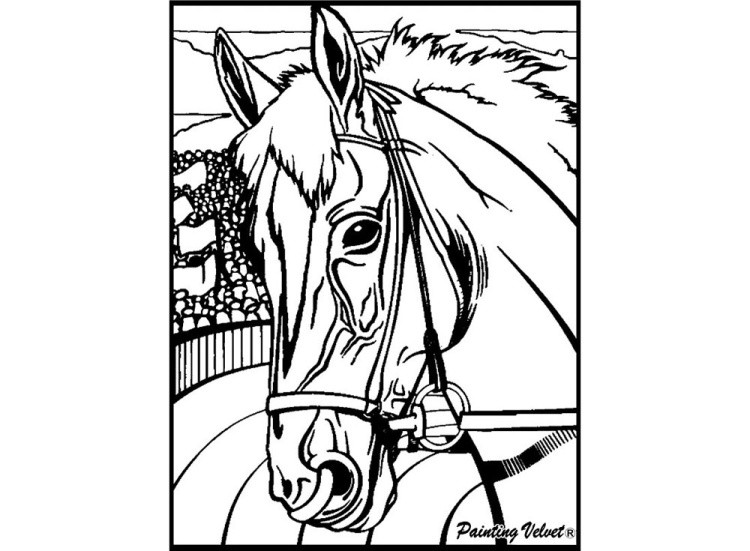 Папка-раскраска «Лошади» + 10 маркеров — картинка 4