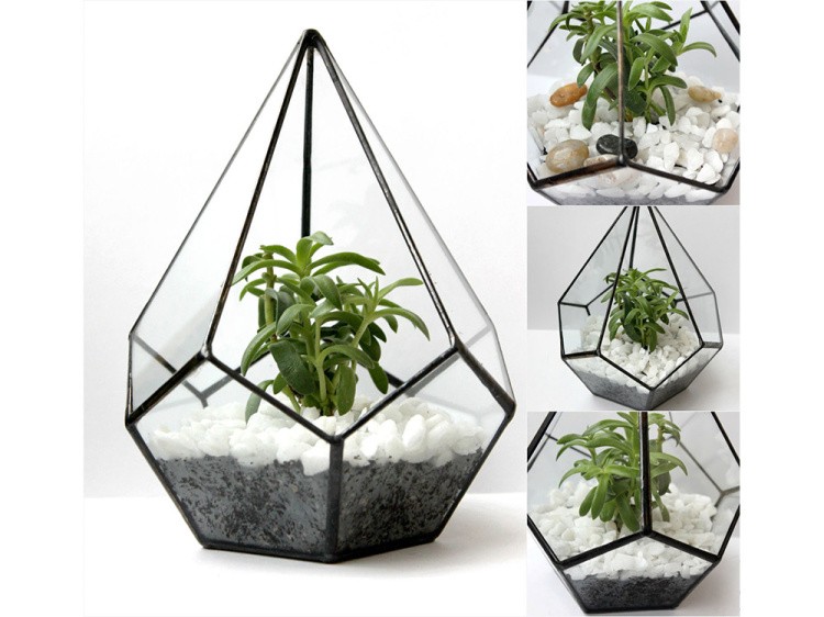 Флорариум капля-2 — картинка 4