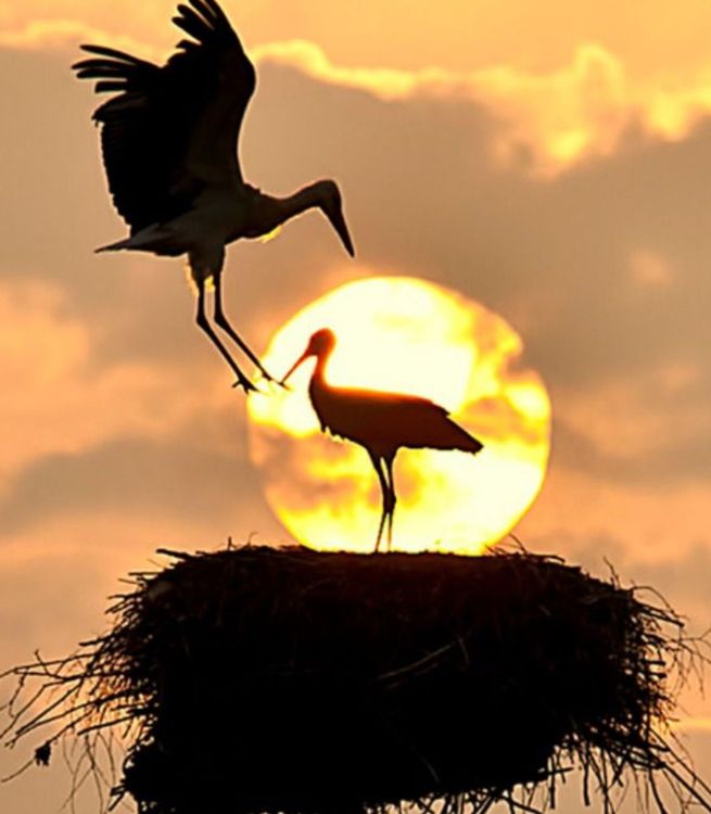 Алмазная вышивка «Аисты на закате» — картинка 2