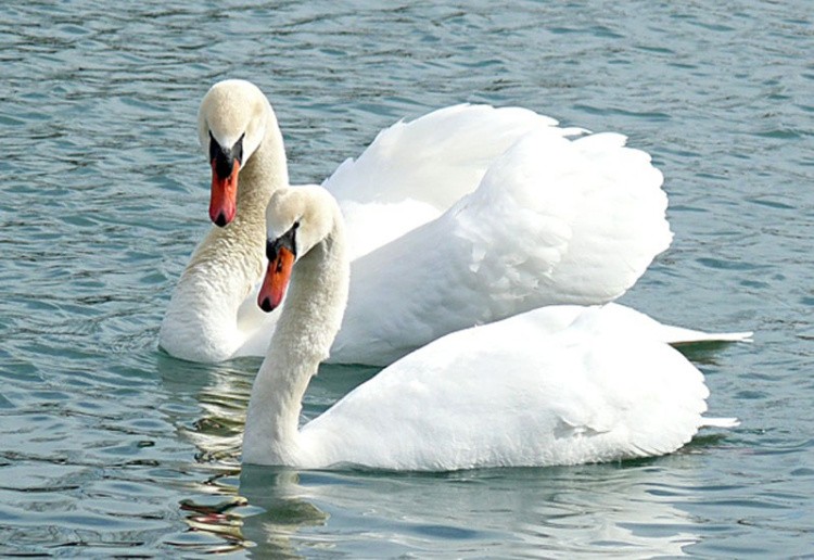 Папертоль «Белые лебеди» — картинка 2
