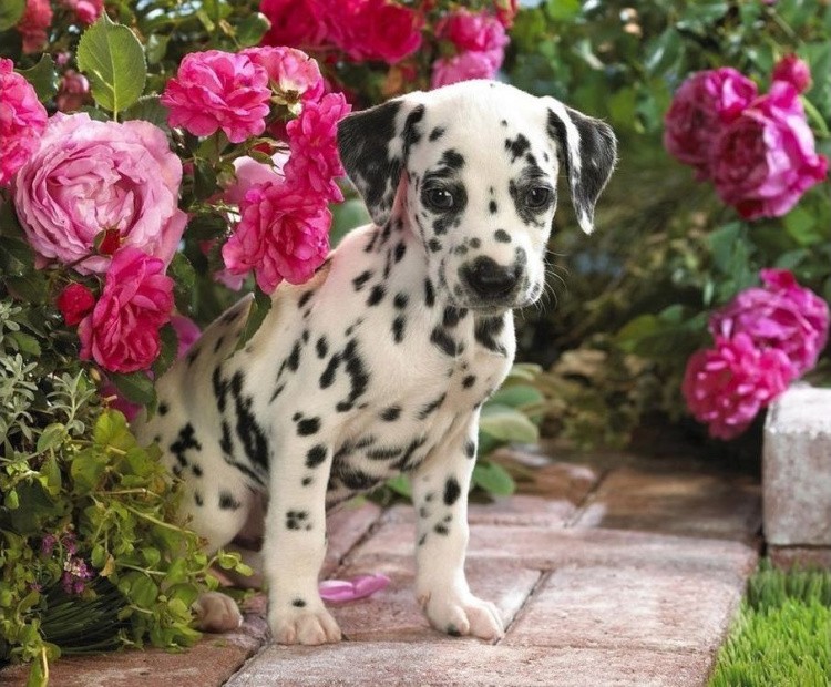 Картина по номерам «Щенок далматинца» — картинка 2