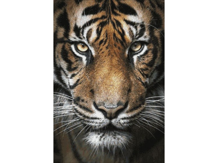 Алмазная вышивка «Вождь тигров» — картинка 2