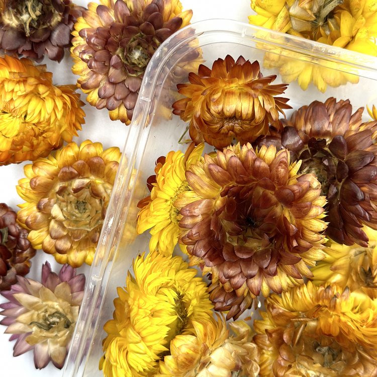 Сухоцветы цветы Гелихризум, 1 упаковка — картинка 2