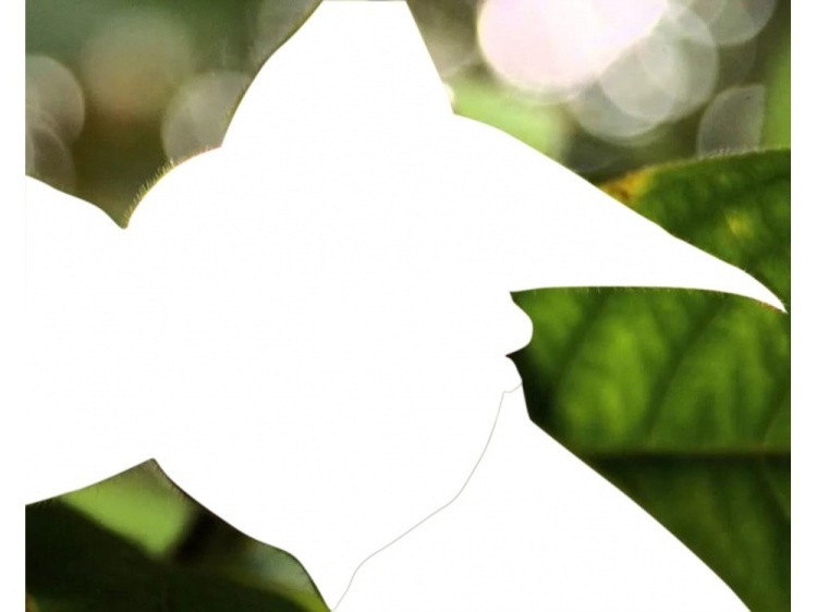 Алмазная картина-раскраска «Цветочный поцелуй» — картинка 3